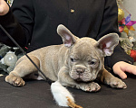 Собаки в Саратове: Щенок французского бульдога  Мальчик, 150 000 руб. - фото 1