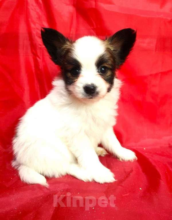 Собаки в Красноармейске: Щенки папийона Мальчик, 30 000 руб. - фото 3