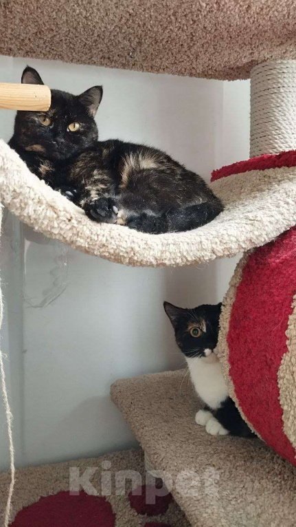 Кошки в Санкт-Петербурге: Королева Матильда  Девочка, Бесплатно - фото 3