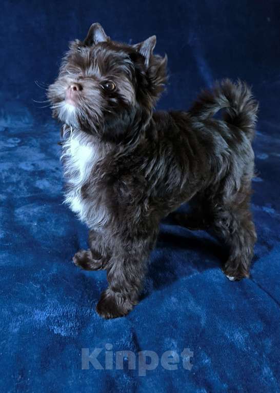 Собаки в Москве: Шоколадный йоркширский терьер Мальчик, Бесплатно - фото 1