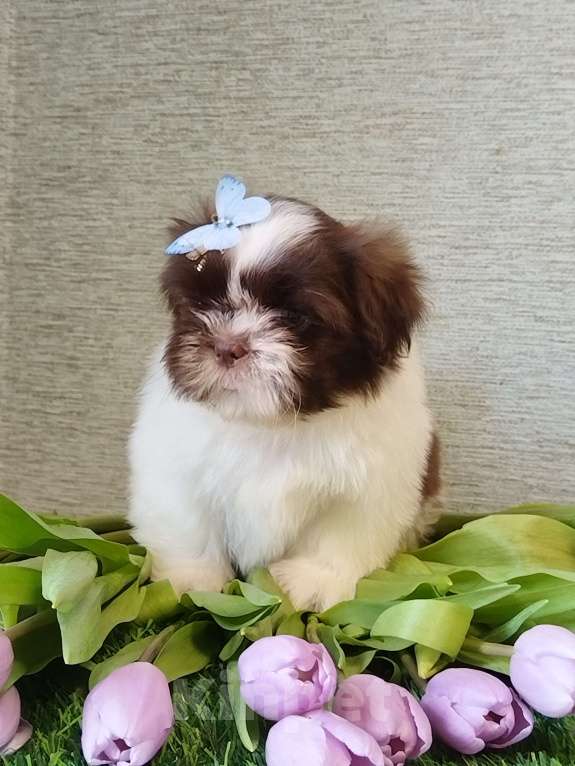 Собаки в других городах Московской области: Щенок ши тцу Мальчик, Бесплатно - фото 3