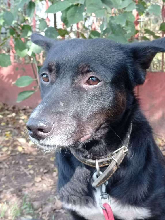Собаки в Краснодаре: СЛАВНЫЙ КАРАЧАЙ Мальчик, Бесплатно - фото 9