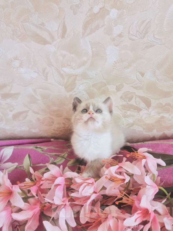 Кошки в Москве: Лапочка девочка Рэгдолл Девочка, 50 000 руб. - фото 1