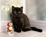 Кошки в Москве: Черный красавец Мальчик, 40 000 руб. - фото 1
