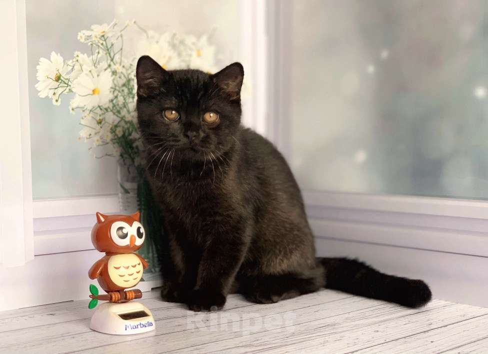 Кошки в Москве: Черный красавец Мальчик, 40 000 руб. - фото 1
