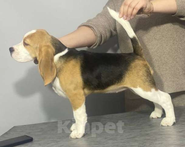 Собаки в Иркутске: Продам щенка породы "Бигль". Девочка, Бесплатно - фото 2