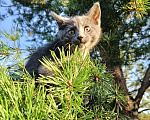 Кошки в других городах Ленинградской области: Челси лиловый котенок Девочка, 125 000 руб. - фото 10