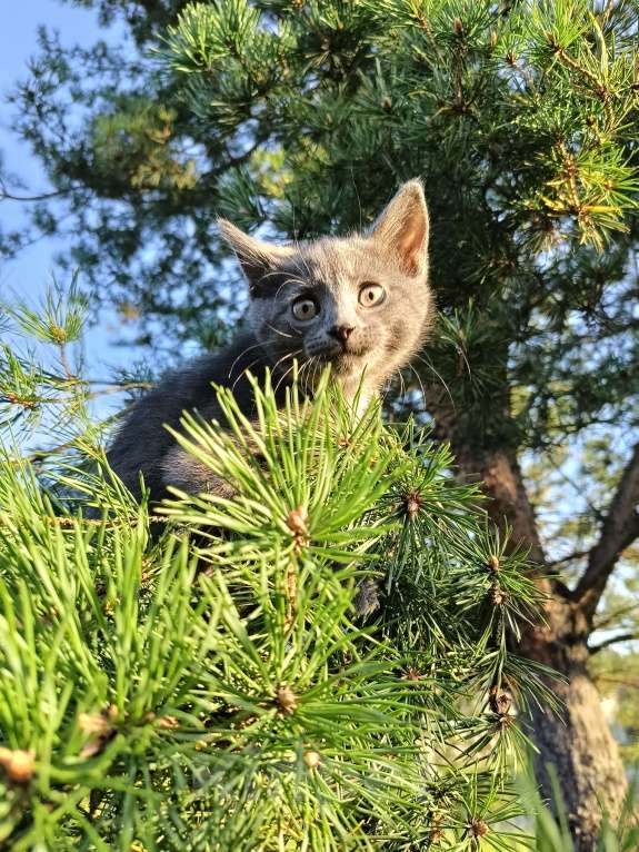 Кошки в других городах Ленинградской области: Потомок змеелова котенок Девочка, Бесплатно - фото 10