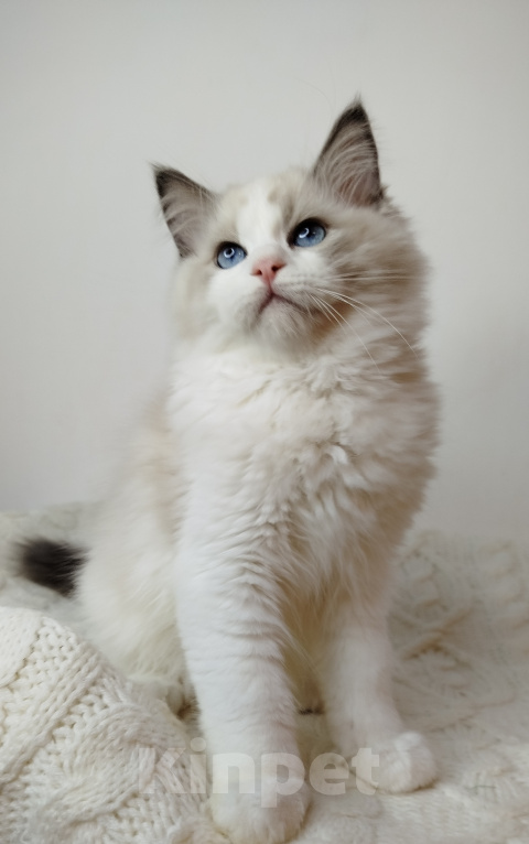 Кошки в Москве: Котик рэгдолл Мальчик, 85 000 руб. - фото 2