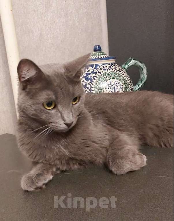 Кошки в Москве: Дымка, русская голубая в добрые руки.  Девочка, Бесплатно - фото 4