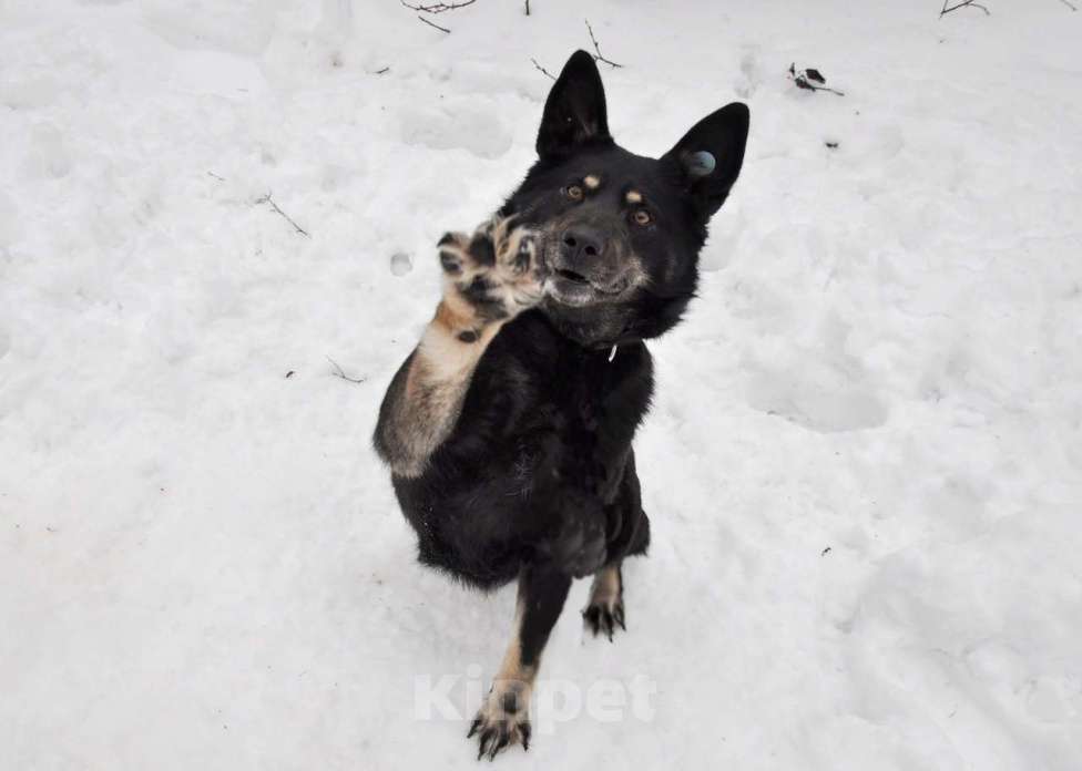 Собаки в Ногинске: Милли Девочка, Бесплатно - фото 5