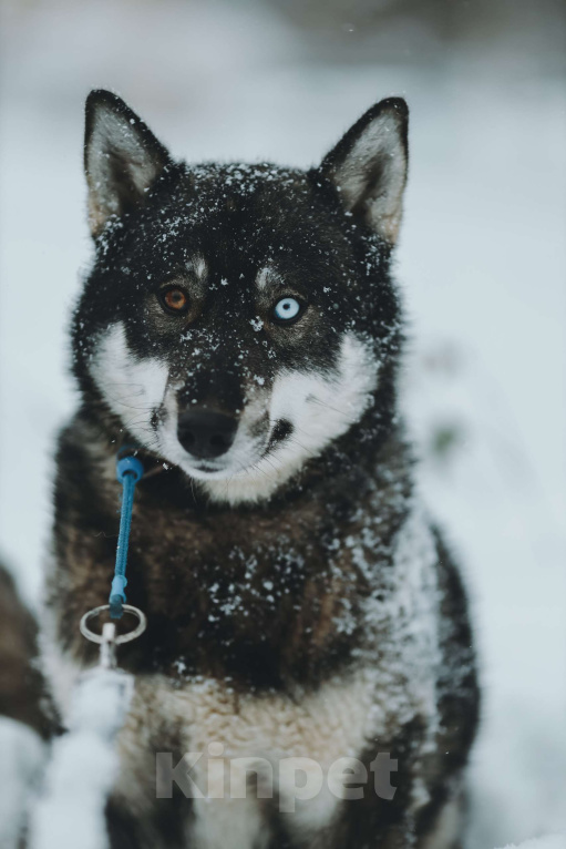 Собаки в Санкт-Петербурге: Умница хаски Айка из приюта Девочка, Бесплатно - фото 1