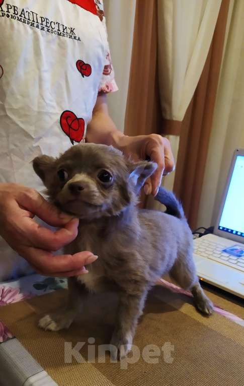 Собаки в Москве: Дш лиловая девчонка  Девочка, 60 000 руб. - фото 7