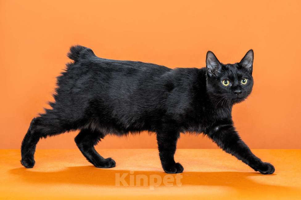 Кошки в Омске: кошечка курильского бобтейла Девочка, 30 000 руб. - фото 4