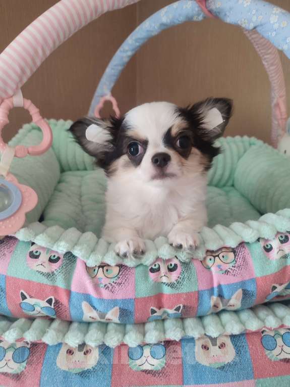 Собаки в Санкт-Петербурге: Невероятно сладкий пупсик ❤️ Мальчик, 50 000 руб. - фото 3