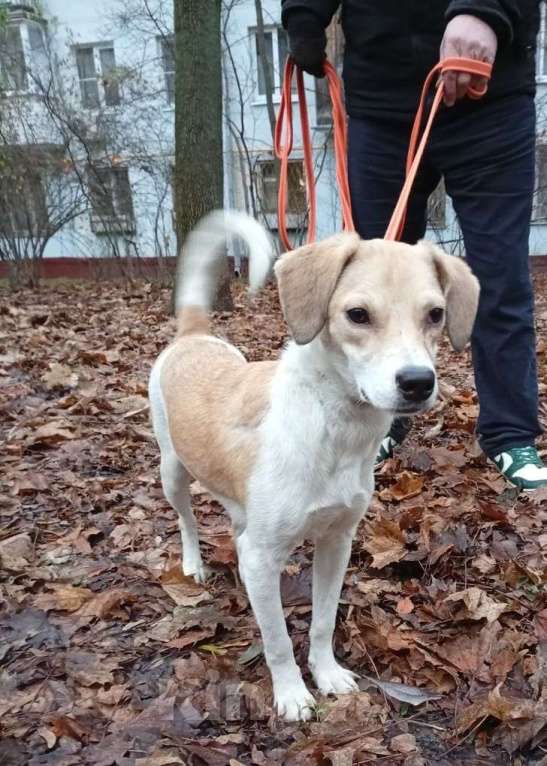 Собаки в Москве: Красивая собачка Синди Девочка, Бесплатно - фото 2