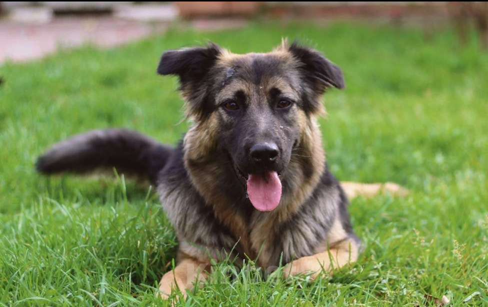 Собаки в других городах Московской области: Красивая и добрая собачка в добрые руки бесплатно Девочка, Бесплатно - фото 1