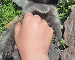 Кошки в Омске: Котята-девочки в добрые руки Девочка, 1 руб. - фото 3