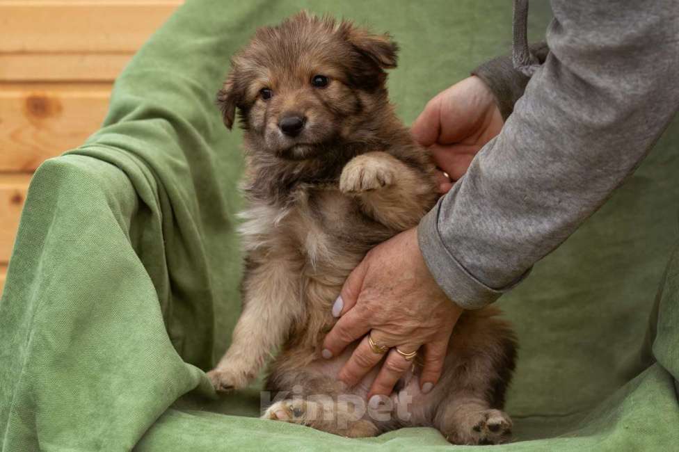 Собаки в Москве: щенок Тедди в добрые руки Мальчик, Бесплатно - фото 6