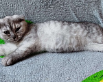 Кошки в Люберцах: Шотландская вислоухая девочка Девочка, 8 000 руб. - фото 7