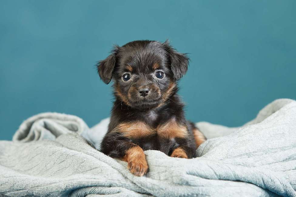 Собаки в Вологде: Русский той Девочка, Бесплатно - фото 7