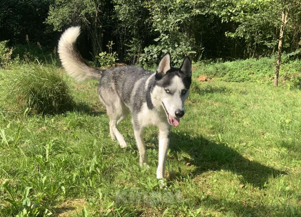 Собаки в других городах Московской области: Найден Хаски в Московской области (Наро-Фаминский район) Мальчик, Бесплатно - фото 3