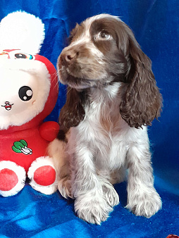 Щенок Английского кокера спаниеля