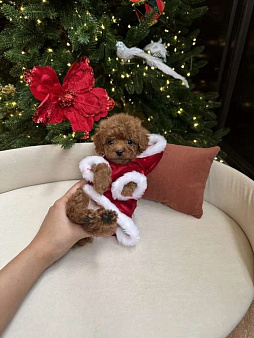 Той-пудель мини