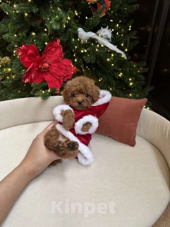 Собаки в других городах Ростовской области: Той-пудель мини Мальчик, 140 000 руб. - фото 1