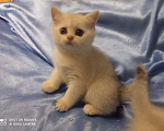 Кошки в Уфе: Британский короткошерстный котенок Девочка, Бесплатно - фото 7