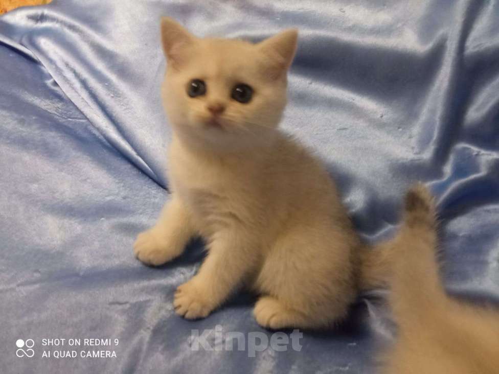 Кошки в Уфе: Британский короткошерстный котенок Девочка, Бесплатно - фото 7