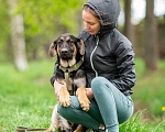 Собаки в Москве: Щенок в дар Мальчик, Бесплатно - фото 9
