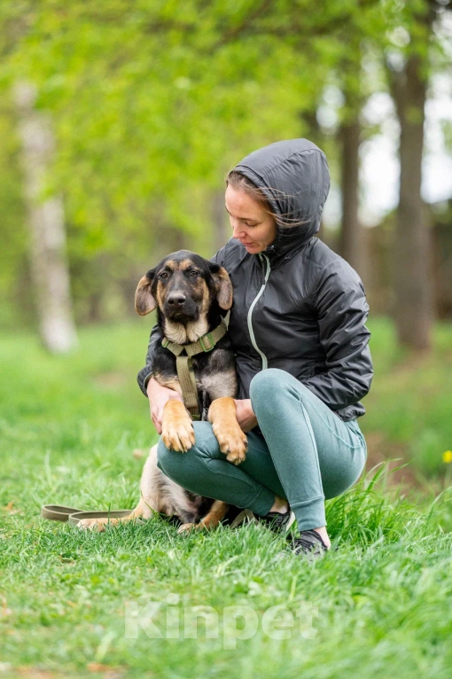 Собаки в Москве: Щенок в дар Мальчик, Бесплатно - фото 9