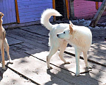 Собаки в Москве: Белый медведь Мишка, изумительный домашний пес в добрые руки Мальчик, 10 руб. - фото 2