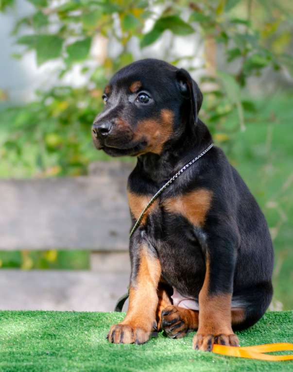 Собаки в Москве: Щенки добермана Мальчик, Бесплатно - фото 3