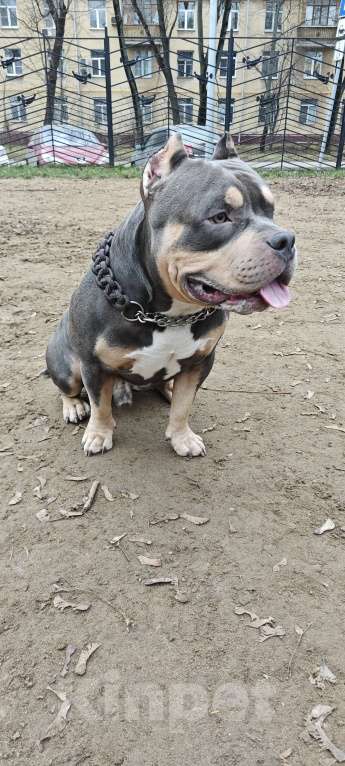 Собаки в Москве: Американский булли вязка Мальчик, Бесплатно - фото 3