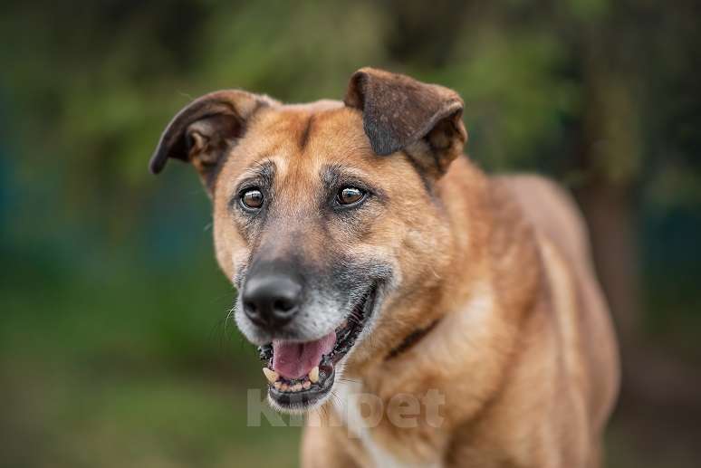 Собаки в Москве: Бонус Мальчик, Бесплатно - фото 2