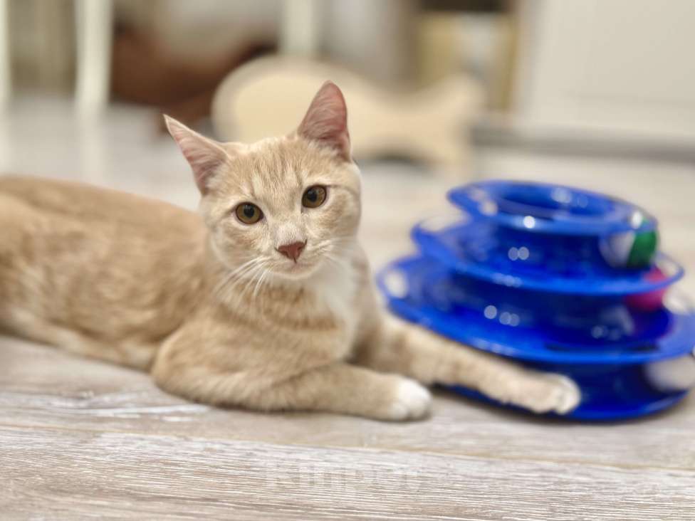 Кошки в Красноярске: 🆘ПОТЕРЯЛСЯ КОТИК! 🐈  Мальчик, 10 000 руб. - фото 5