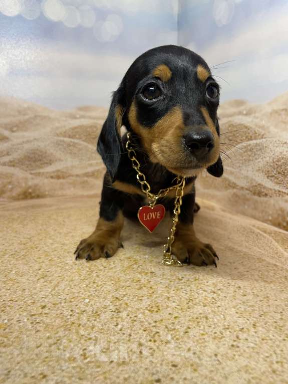 Собаки в Москве: Такса мини мальчик клубный Мальчик, 35 000 руб. - фото 4