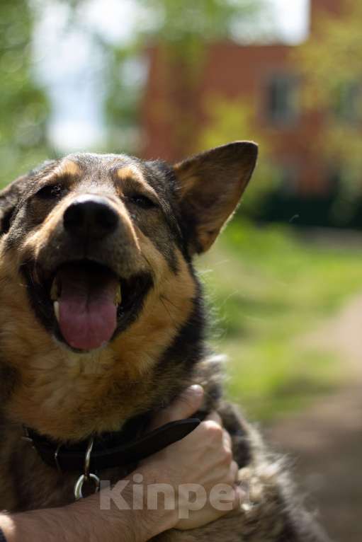 Собаки в Москве: Маркиз Мальчик, Бесплатно - фото 6