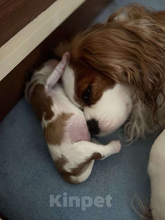 Собаки в Комсомольске-На-Амуре: Щенки благородного происхождения  Девочка, 130 000 руб. - фото 7