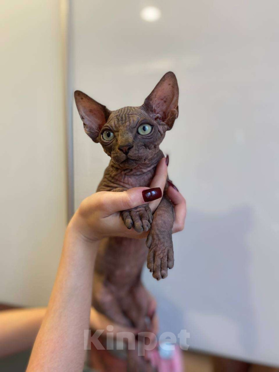 Кошки в Москве: Брутальность и нежность в одном котёнке Мальчик, 45 000 руб. - фото 3