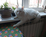 Кошки в Санкт-Петербурге: Безумной красоты кот с характером Мальчик, Бесплатно - фото 7