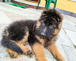 Собаки в Нижнем Новгороде: Щенок немецкой овчарки Мальчик, 45 000 руб. - фото 3