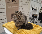 Кошки в Новосибирске: Персидский мальчик Мальчик, 35 000 руб. - фото 8
