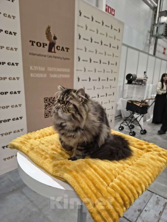 Кошки в Новосибирске: Персидский мальчик Мальчик, 35 000 руб. - фото 8