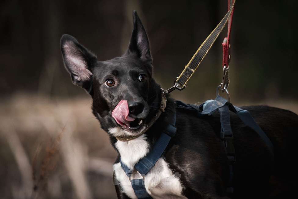 Собаки в Москве: Собака метис корги кардиган в добрые руки Девочка, Бесплатно - фото 6