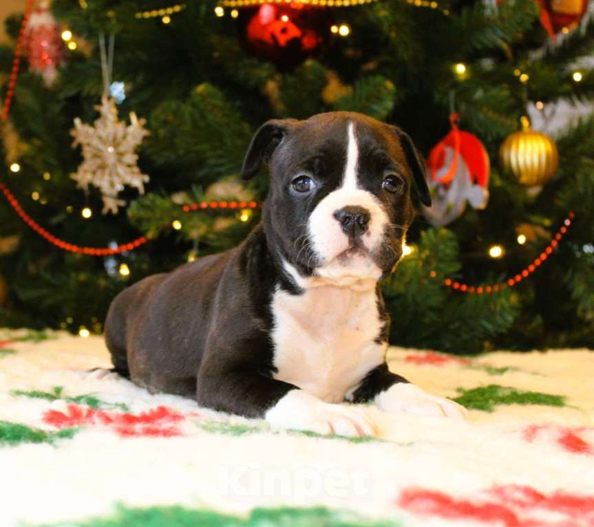 Собаки в других городах Московской области: Девочка американского стаффордширского терьера Девочка, 60 000 руб. - фото 1