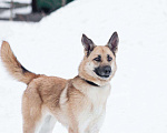 Собаки в Владимире: Метис немецкой овчарки Шельма, Бесплатно - фото 3