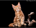 Кошки в Нытве: Мейн кун котята, 25 000 руб. - фото 6